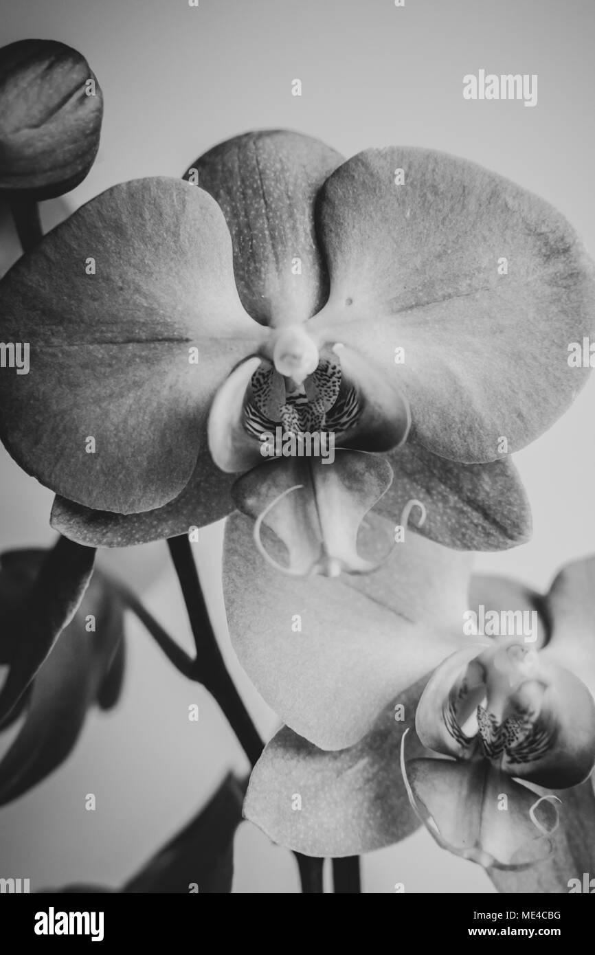 Un bel ritratto di un fiore di orchidea in bianco e nero Foto Stock