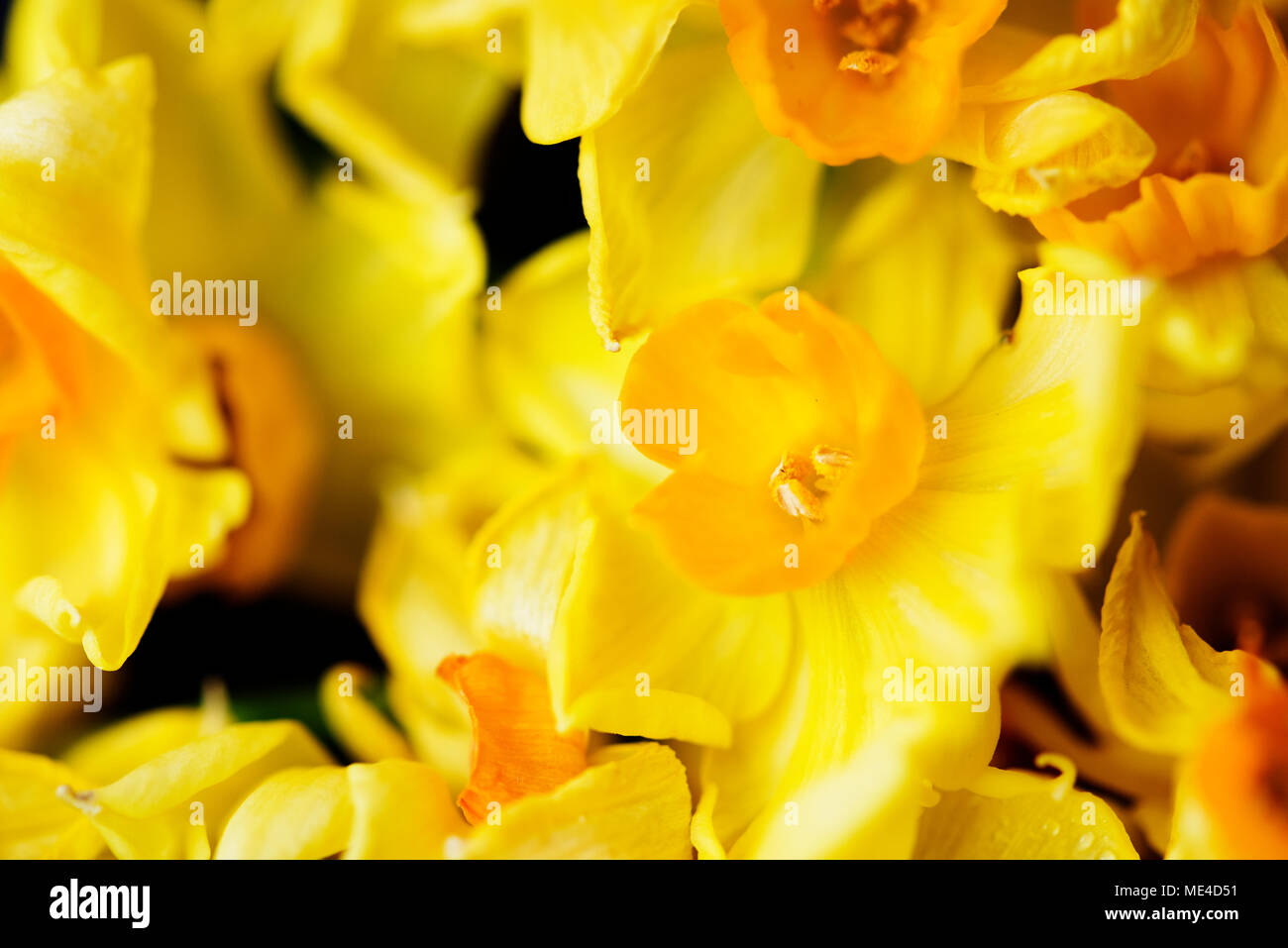 Primo piano della fioritura jonquil fiore Foto Stock