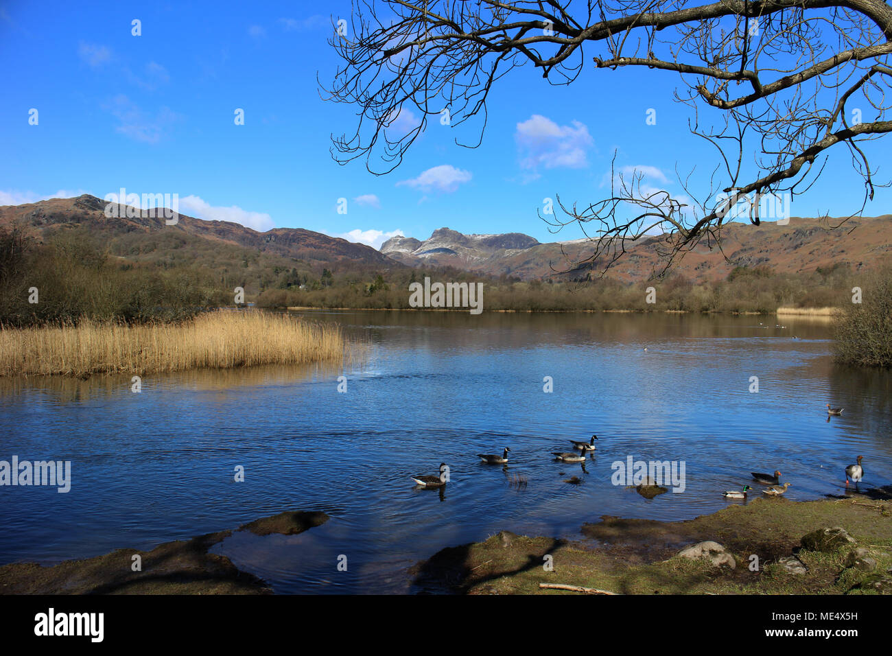 I Laghi, Cumbria Foto Stock