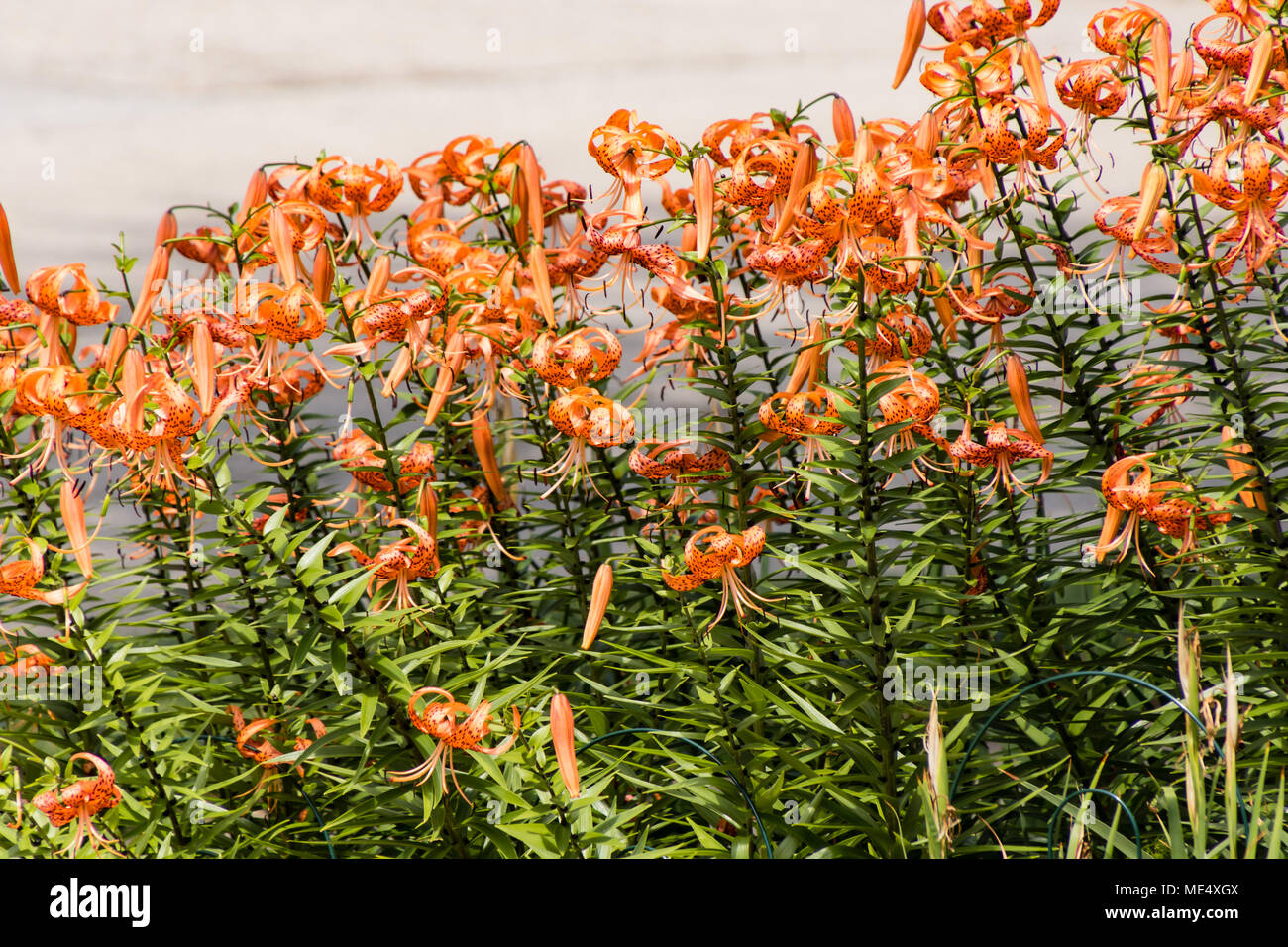 Il Tiger Lily garden in ora in piena fioritura Foto Stock