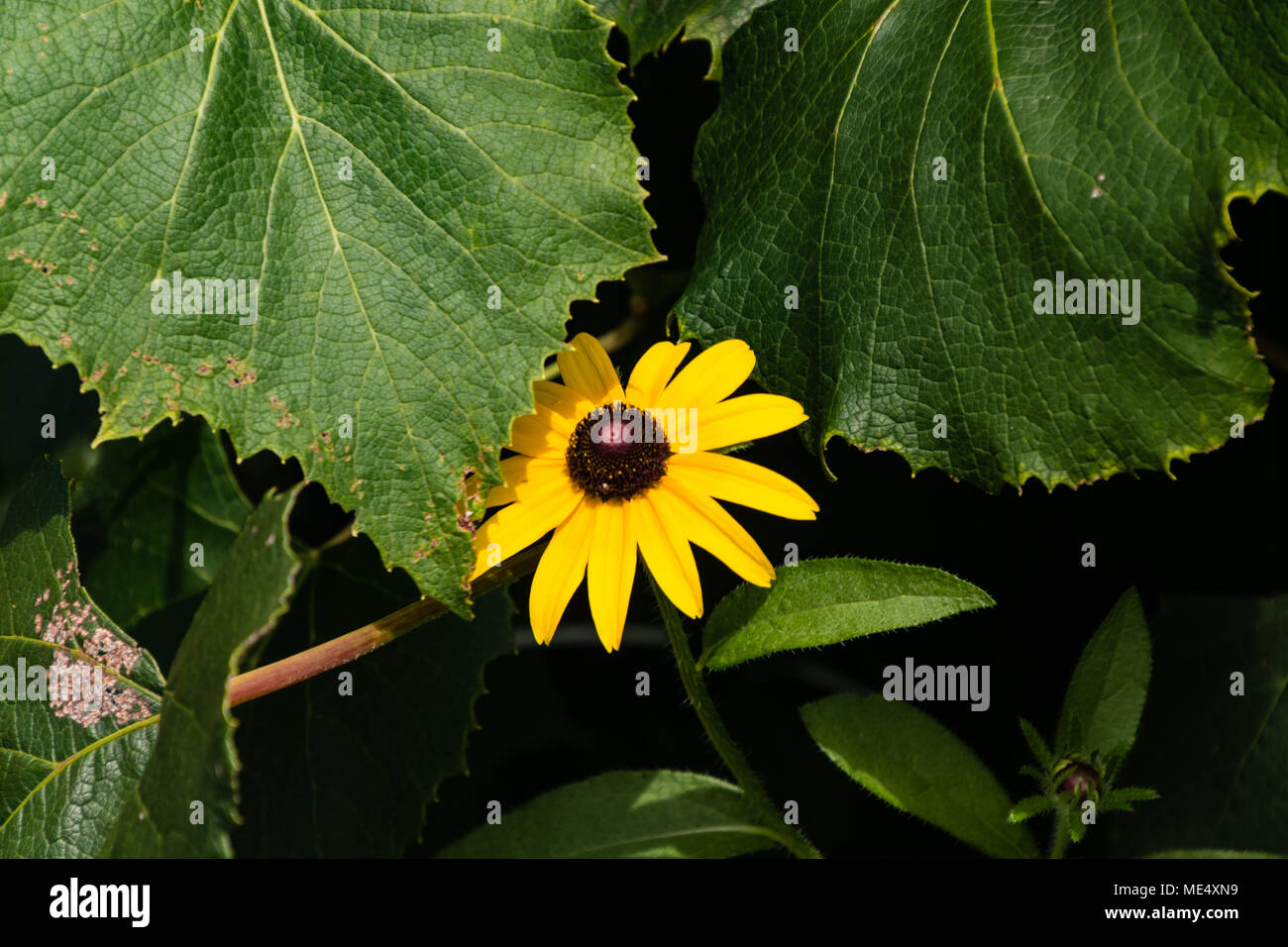 Un lone daisy cercando di raggiungere la luce del sole da dietro le foglie di uva Foto Stock