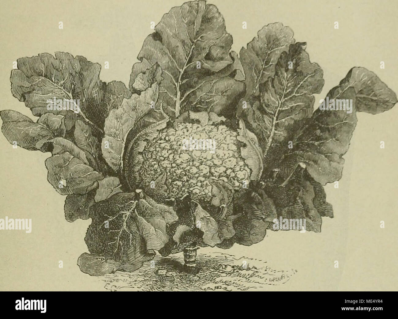 . Die Natürlichen Pflanzenfamilien : nebst ihren Gattungen und wichtigeren Arten, insbesondere den Nutzpflanzen . Maiale. Uö. Brassica oleracea L. g) Bolrytis, VeitcU BlnmeDkuUl del. (Nach Vilmorin.) 8 6. Rhaphanus L. Kelchb. aufrecht, schwach gesackt; Blb. weiß oder gelblich, meist mit purpurnen Adern; Fr. cylindrisch, mit kurzem Gynophor, glatt oder mit mehreren Längsnerven, vorne pfriemlich verschmälert, schwammig oder in Querglieder zerfallend. - Ijährig oder ausdauernd mit leierförmigen B. Etwa ad Arten, meist im Mittelmeergebiet und Europa, 1 auf Java. Sez. I. Rhaphanus DC. P. nicbt quergeg Foto Stock