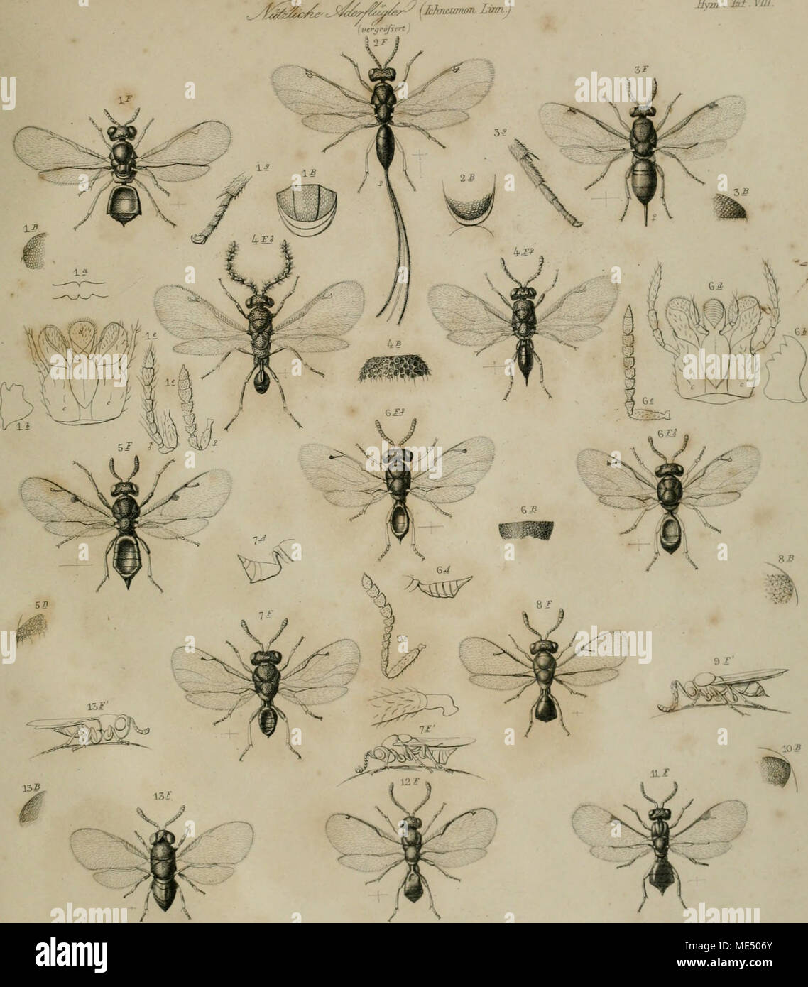 . Die ichneumonen der forstinsecten in forstlicher und entomologischer beziehung; ein anhang zur Abbildung und beschreibung der forstinsecten . Exiloplius Lsätthopus 1 4.AWofam .SLvxjtJsm^ QiTTsolainpus io ho Torym Teleas ho 2 dhalybaeus 9.terelsrans llO.punclaäfsimijis elsm llS.aiicoUisiiaXeucograxnm. 11. Syrphi 5.gatbLbii5 nugc Troichtl Jfl.tl ir Foto Stock . Die ichneumonen der forstinsecten in forstlicher und entomologischer beziehung; ein anhang zur Abbildung und beschreibung der forstinsecten . Exiloplius Lsätthopus 1 4.AWofam .SLvxjtJsm^ QiTTsolainpus io ho Torym Teleas ho 2 dhalybaeus 9.terelsrans llO.punclaäfsimijis elsm llS.aiicoUisiiaXeucograxnm. 11. Syrphi 5.gatbLbii5 nugc Troichtl Jfl.tl ir Foto Stock