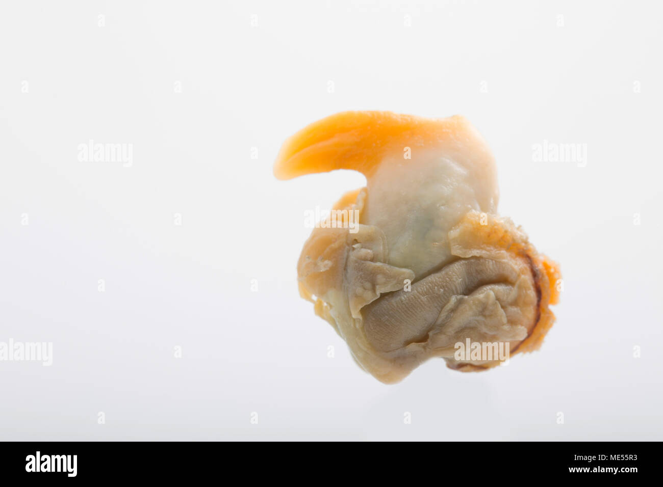 Un singolo decapati cockle Cerasatoderma edule su uno sfondo bianco. Inghilterra REGNO UNITO GB Foto Stock