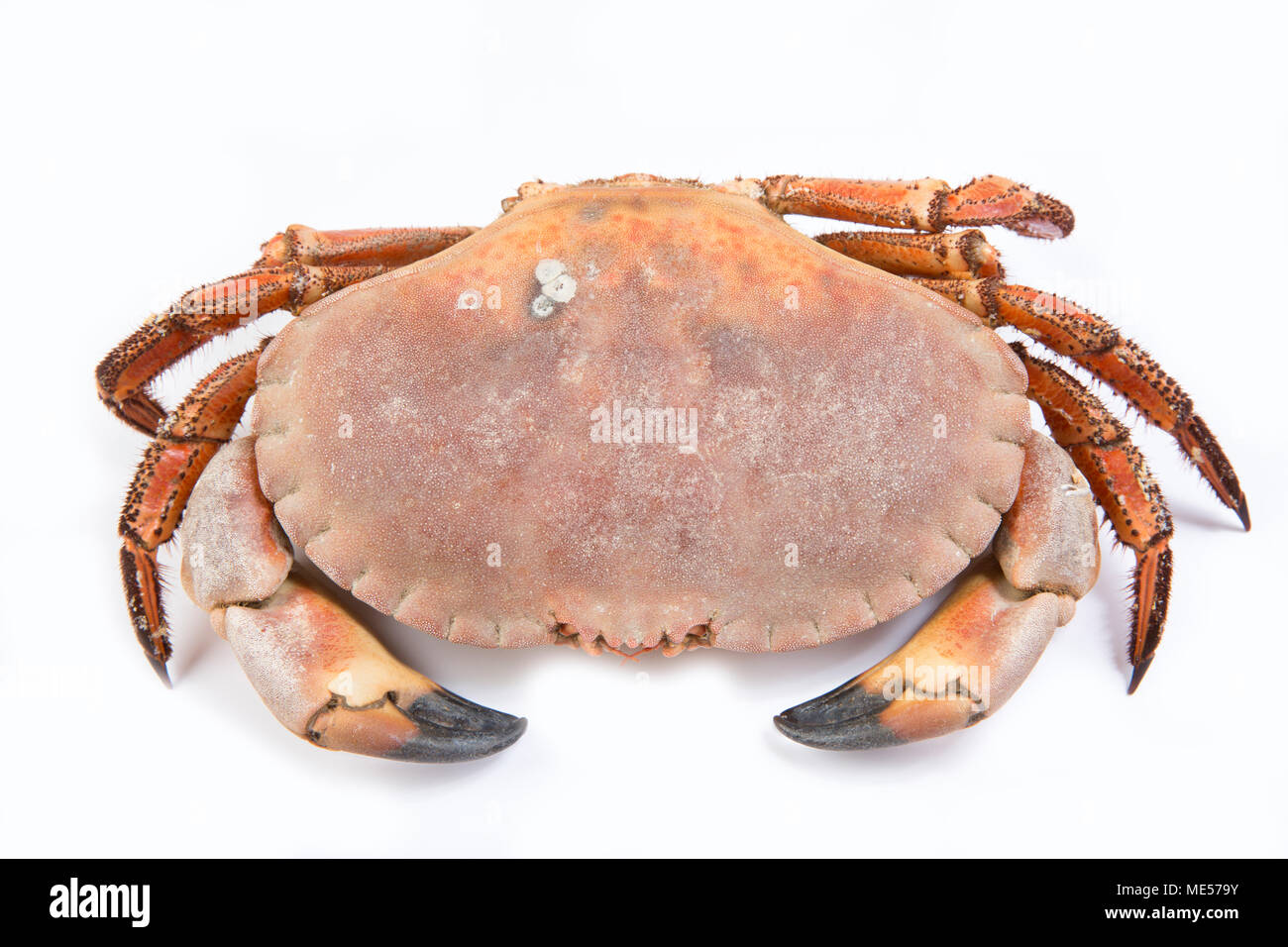 Una cotta commestibili o brown crab Cancer pagurus su uno sfondo bianco Dorset England Regno Unito Foto Stock