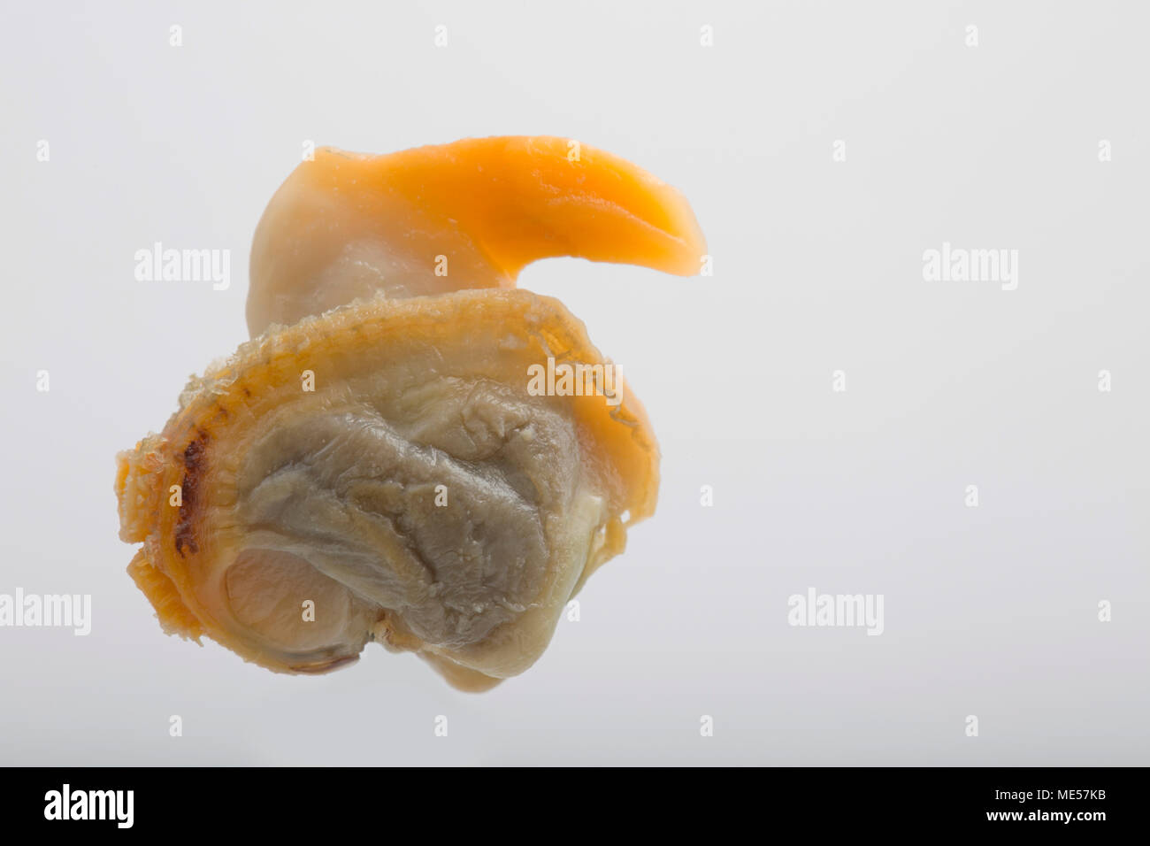 Un singolo decapati cockle Cerasatoderma edule su uno sfondo bianco. Inghilterra REGNO UNITO GB Foto Stock