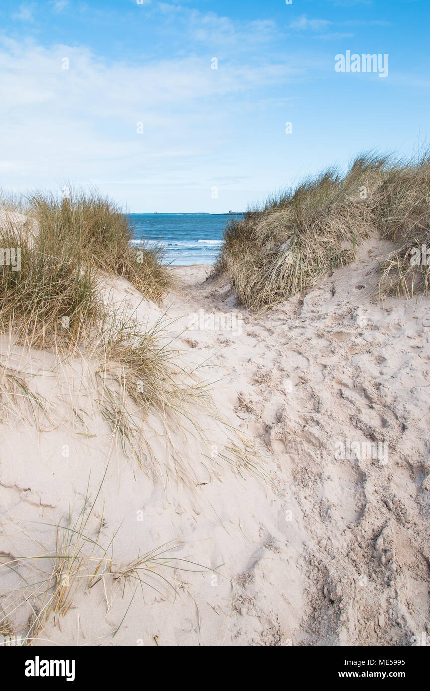 Fino e oltre le dune di sabbia per la spiaggia di Bamburgh. Foto Stock