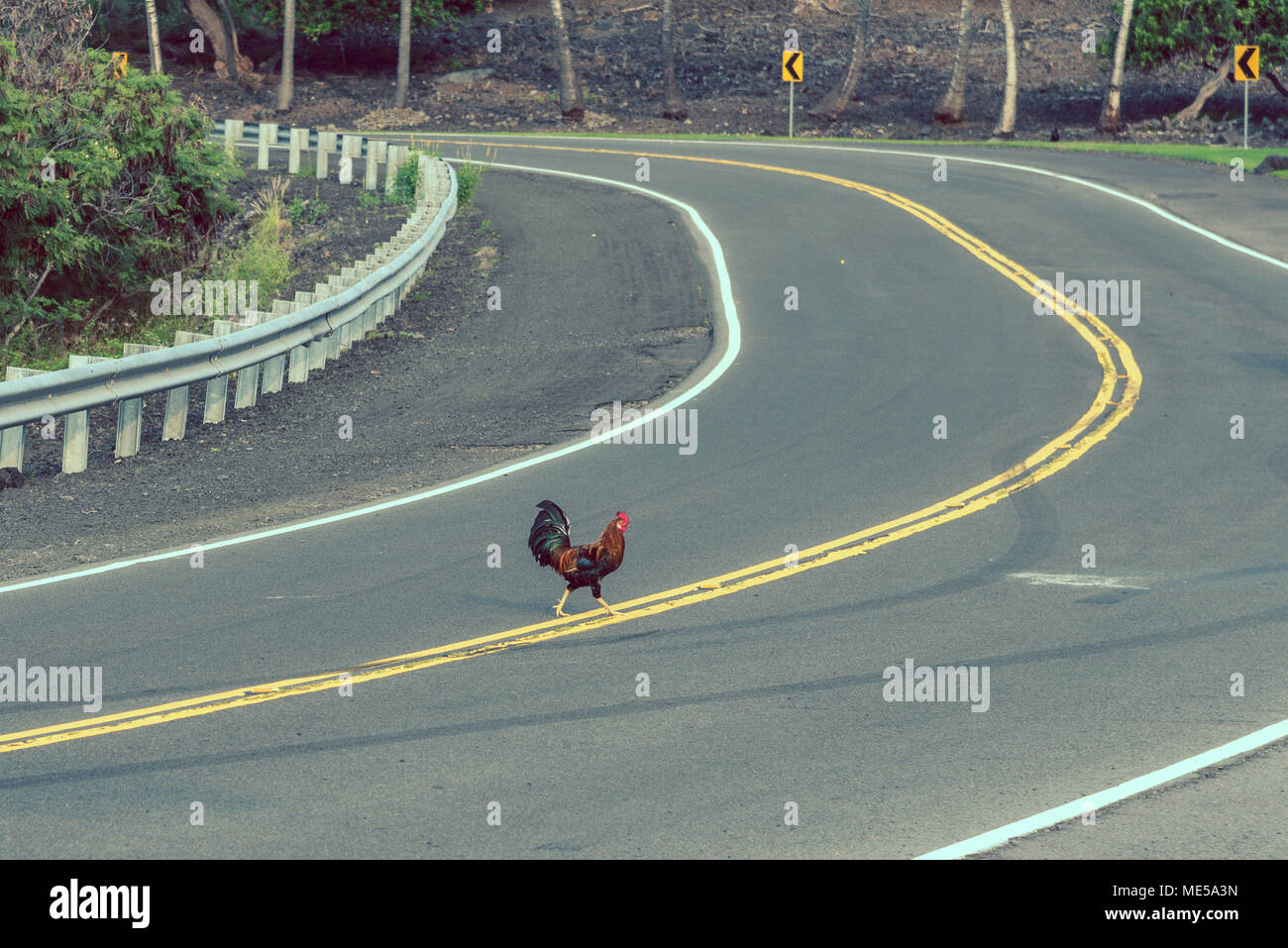 Un gallo attraversando la strada alle Hawaii Foto Stock