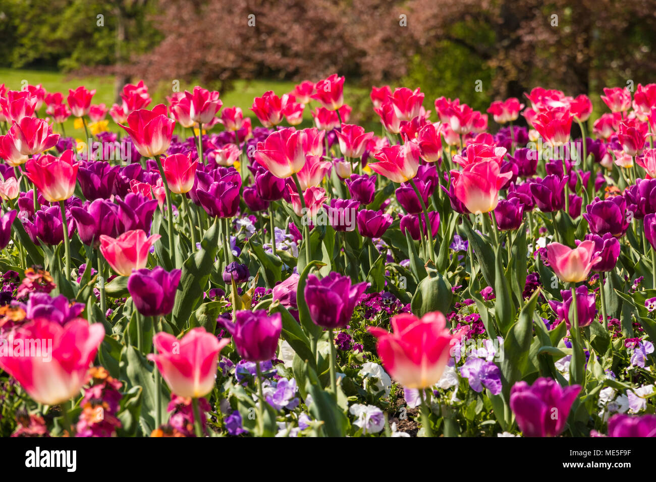 Un bellissimo campo pieno di viola, rosa e bianco (tulipani Tulipa Negrita) con bianco, viola e rosa giardino pansies (Viola). Foto Stock