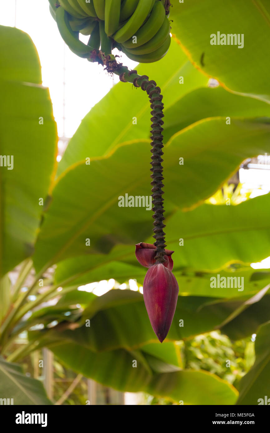 Frutti di banana con fiori a stelo e appeso a un albero sotto la sua ombra foglie. Foto Stock