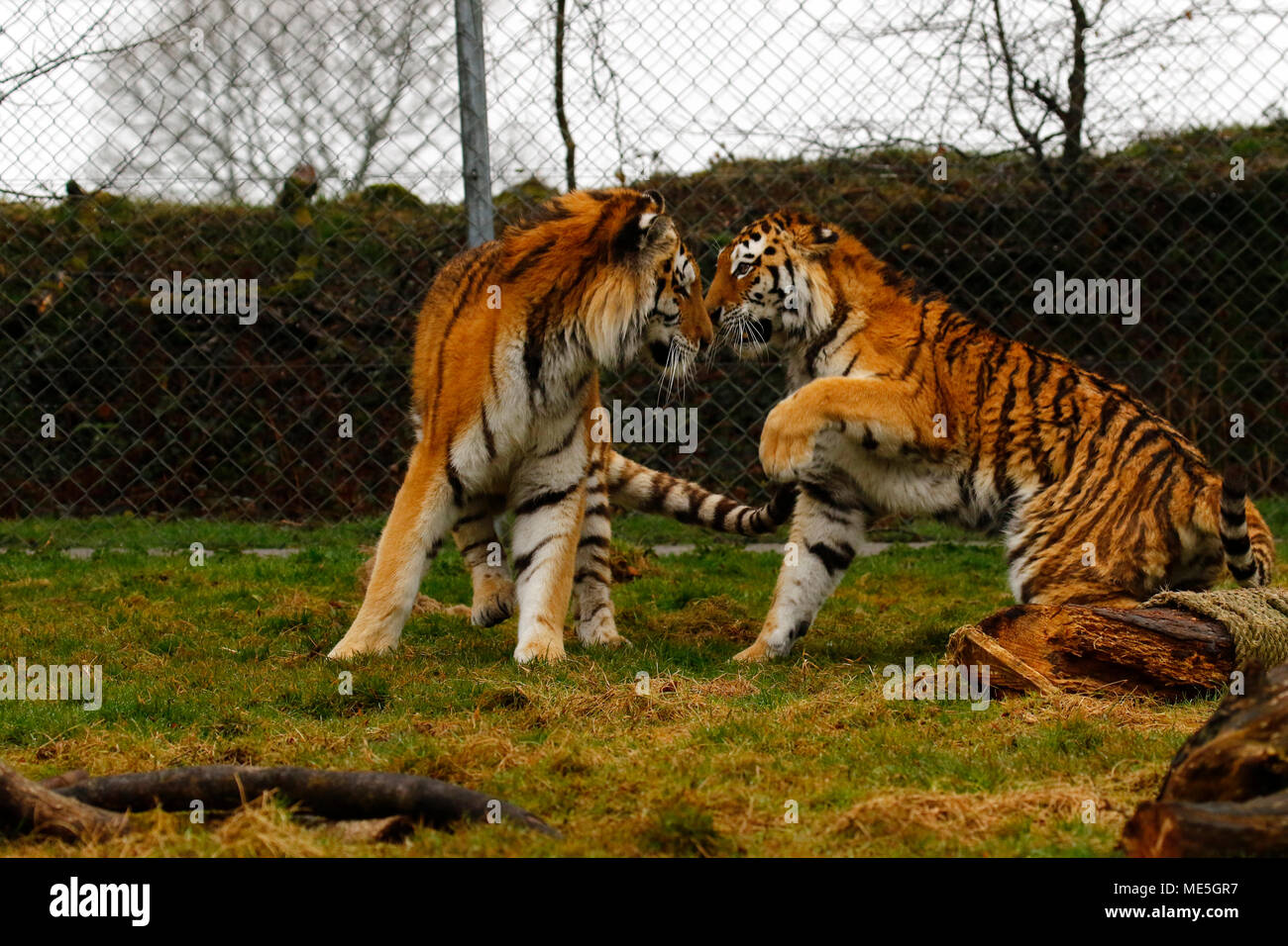 Tigri Amur nel loro elemento giocando in Dartmoor Zoological Park Foto Stock