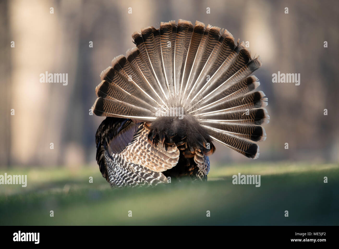 L'estremità posteriore di un maschio il tacchino selvatico che è strutting durante il corteggiamento. Foto Stock