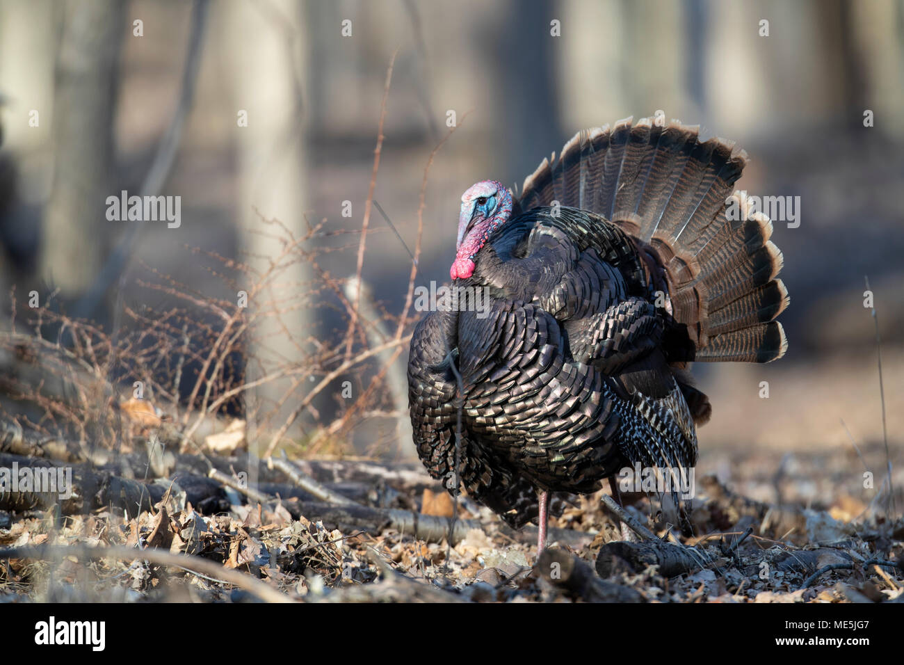 Un maschio il tacchino selvatico strutting durante il corteggiamento. Foto Stock