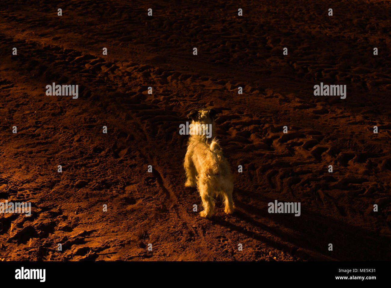 Frist Cane su Marte - cosmonauta sul pianeta rosso. Cane sul pianeta rosso - Marte. Foto Stock