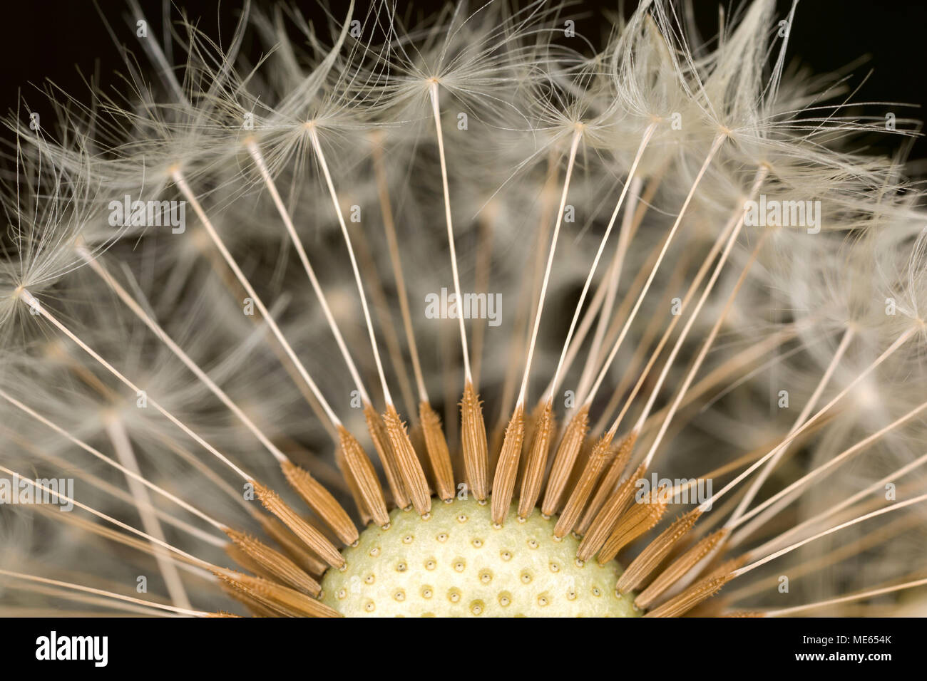 Semi di tarassaco e paracadute, Taraxacum officinale, su un seme di tarassaco testa trovata nel nord Inghilterra Dorset Regno Unito Foto Stock