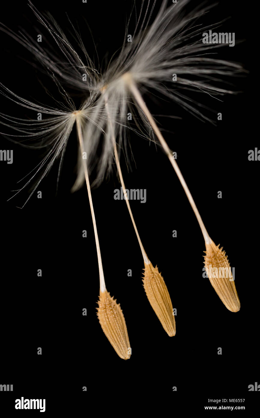 Tre semi di tarassaco, Taraxacum officinale, da un seme di tarassaco testa trovata nel nord del Dorset England Regno Unito. Su uno sfondo nero Foto Stock