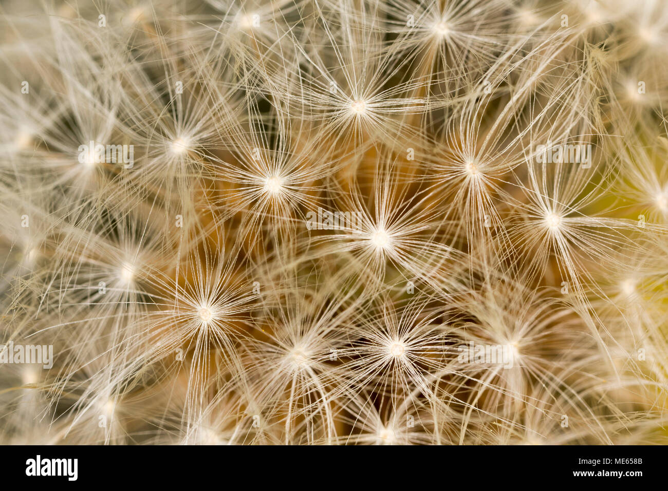 Semi di tarassaco e paracadute, Taraxacum officinale, su un seme di tarassaco testa trovata nel nord Inghilterra Dorset Regno Unito Foto Stock