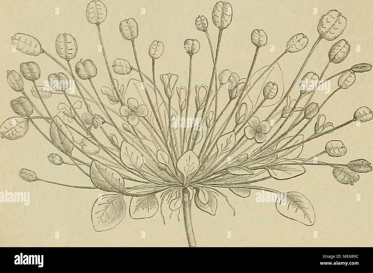 . Die NatÃ¼rlichen Pflanzenfamilien : nebst ihren Gattungen und wichtigeren Arten, insbesondere den Nutzpflanzen . j[Ã4 Cruciferae. (Prantl e collaboratori.) 2. SchlieÃfr.; FÃ¤cher 1 sÃ¤mig . 42. Megadenia. II. Klappen mehr oder weniger gewÃ¶LBT (gr. in der Mitte vertieft: vergl. -125. Dvaba und 1ã3. Braya). 1. Stf. gerade 43. Cochlearia. 2. Stf. gebogen .... 44. Kernera. III. Klappen ganz flach (die eine Klappe gewÃ¶lbt: vergl. 129. Thysanocarpus). 1. Klappen trennbar"; Scheidewand vorhanden 45. Graellsia. 2. (SÃ¤mige SchlieÃfr. ohne Scheidewand 46. Peltaria. 27. Jonopsidium Rchb. Blb. rosa; Fr. breitlÃ Foto Stock