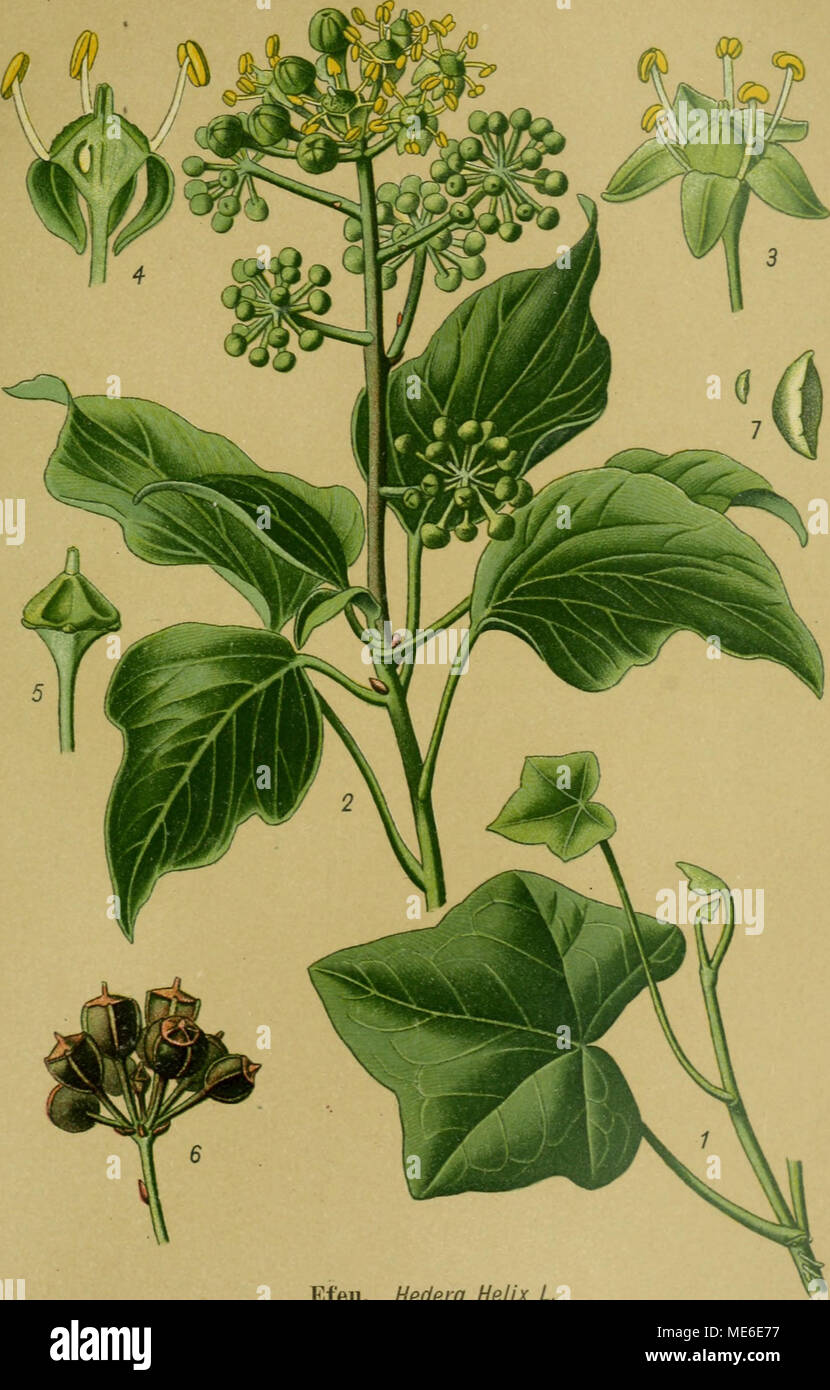 . Die Giftpflanzen Deutschlands . Efeu. Hedera helix L. 1 Kriechender Sproß. 2 Aufrechter, blühender Sproß. 3 Blüte. 4 Blüte Längs im- schnitt. 5 Fruchtknoten mit Griffel. 6 Fruchtstand. 7 stesso. nat. Größe u. vergr. 3, 4, 5 vergr. Foto Stock