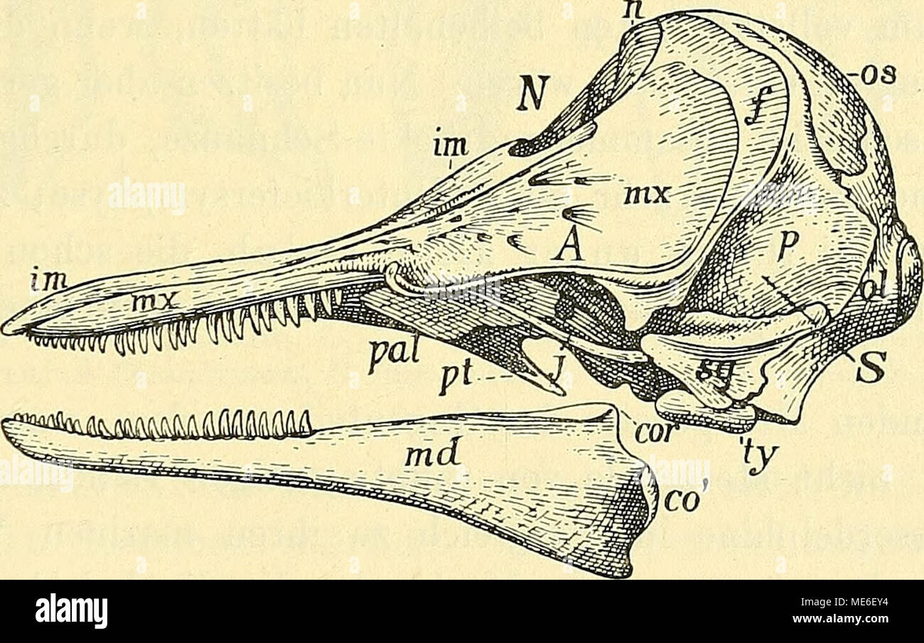 Die geologischen grundlagen der abstammungslehre Fig 155 Schädel von Delphinus