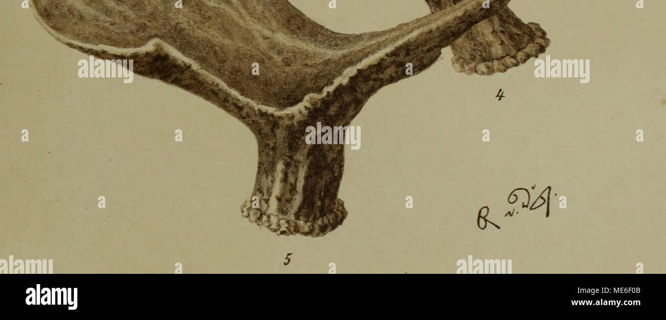 . Die Geweikbildung der europäischen Hirscharten mit besonderer Berücksichtitgung anatomischer, physiologischer, patologischer und patogenischer Momente . Greweihbildung des Elchhirsches. 1. Erste stufe. - 2. Zweite stufe. - 3. Dritte stufe. - 4. Vierte stufe. - 5. Fünfte stufe. - 6. Sechste stufo. Vs natürlicher Grösse. K K Hof QuramolifiL.iltat Hartmger ASchnWier. Foto Stock