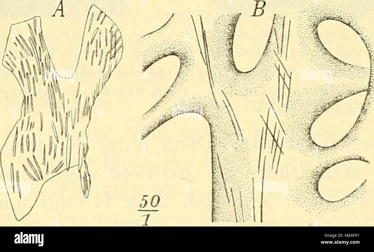 . Die geologischen grundlagen der abstammungslehre . Fig. 74. Skelettfaser einer Pharetrone (A elas- mostoma stellatum Gf. Cenoman. Essen) und eines rezenten Hornschwamnies (B Stelospongia pulcher- rima Lendf. West-Australien). Diese Bilder zeigen die Übereinstimmung in der Größe, forma und Üui- dalen Anordnung der kleinen, stabförmigen Skelett- nadeln. Fig. Un ist ein Schliff, die Nadeln daher sind nicht ihrer ganzen Länge nach sichtbar. Auch ist Ihr Durchmesser durch den Fossilisationsprozeß wohl vergrößert. (A nach Dtjniko"wsky, B nach Lendenfeld.) chen zuFaserzügen, sowie in dem ungewöh Foto Stock