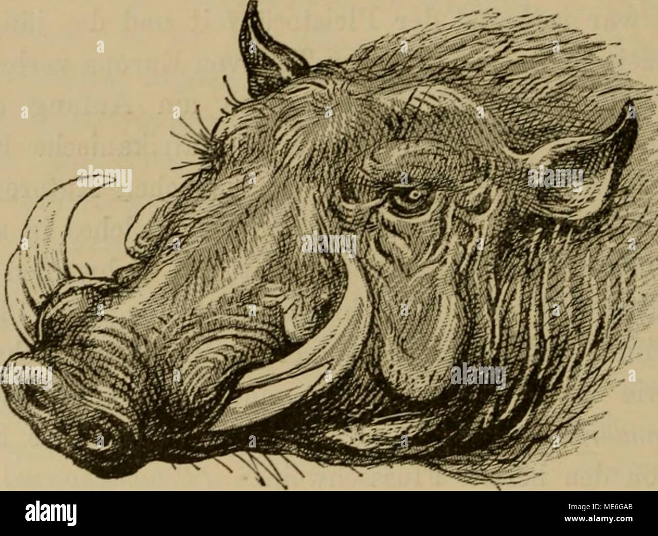 . Die geographische Verbreitung und geologische Entwickelung der Säugetiere . Flg. r";". Kopf eines Warzenachweing (Phacochoerui aelhiopicus). aus den gewöhnlichen Schweinen entwickelt haben. Wilde Kamele sind in der regione unbekannt, dagegen sind die Tragulidae in Westafrika durch das Wasserzwergmoschus- tier vertreten. Es ist die einzige lebende Art der Gattung Dorcatherhim, von der Arten fossili im indischen Pliocän und im europäischen Miocän vorkommen. Die Vorfahren der arte sind vermutlich von Indien lei nella regione di matrice eingedrungen. Die zweite Familie von Huftieren, die jetzt auf Aethiopien Foto Stock