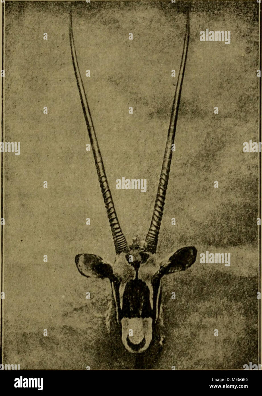 . Die geographische Verbreitung und geologische Entwickelung der Säugetiere . l'ig. 0". Kojif der Oryxantilope ((/ryxj. vertretene Gattung, die durch die geraden oder nur schwach gebogenen und nur an der base geringelten schlanken Hörner charakterisiert ist ist über alle Wüstengegenden von Afrika, Arabien und Syrien verbreitet. Die Mehr- zahl der Arten sind allerdings auf Aethiopien beschränkt. Foto Stock