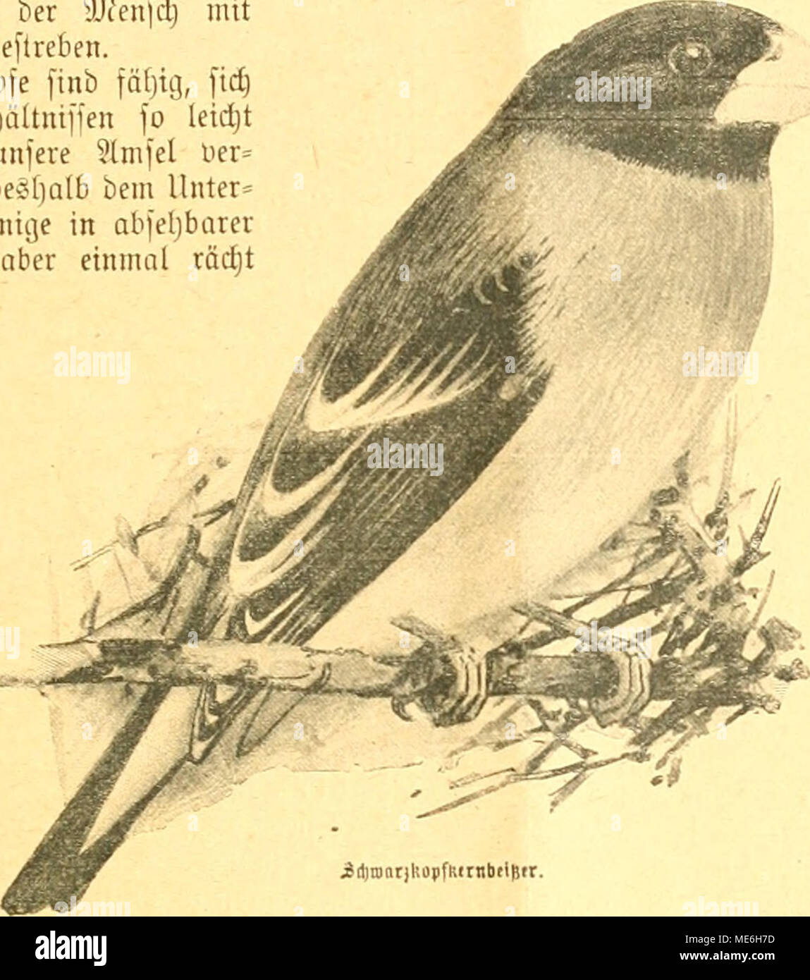 . Die Gefiederte welt . Jd)n)ar|UiipfMrnliii(fr. leben, ^ie ^JuK^tigaü liebt bie .parieren Snfetten. ®iefe luerbcn aüerbingS aud) oou ber ?lmfel nid)t oerfdniuil)t, genügen aber nid)t immer ,yir iöefriebi" gung ibreS iüuigenä, unb beöbalb oertilgt fie lieber oiel ©eionrm unb gtöf;ere Büfetten in allen !öer" manblung-jftabien. Tft, wenn id) bie i3d}ioar5broffel in il)rer Sebenc-meife beobaditete, tarn eß mir oo, alu würge fie einen tleinen nadteu i&GT;ogel ab. Sann oerfudjte idj )uol)l, il)r benfclbeu abäujagen. Sam eä foiueit, ha^ bie ?lmfel ibre S3eute liefe caduti, fo tonnte id) regelmäfeig Foto Stock