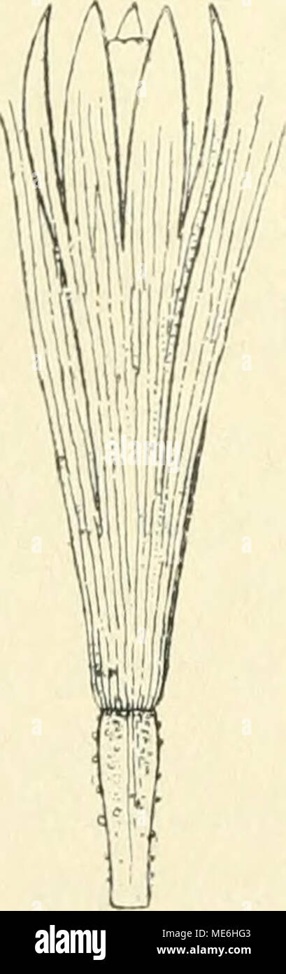 . Die Gefässpflanzen der Magellansländer; nebst einem Beitrage zur Flora der Ostküste von Patagonien . Un h c Fig. un Flos disci. *';I: b ligula. **/I; c pars pappi. nervo carinatis prominente, minuto tomentellis, glabrescentibus; capitulis parvulis, numerosis, sigillatim ad apici ramulorum sessilibus; involucro tnrbinato, 3-4-seriali, bracteis imbrica- tis, externis minuto tomentellis vel glabris, integerrimis, in- terioribus glabris, margine breviter denseque fimbriatis; re- ceptaculi paleis floribus aequilongis angustis, tenuibus, fim- Foto Stock