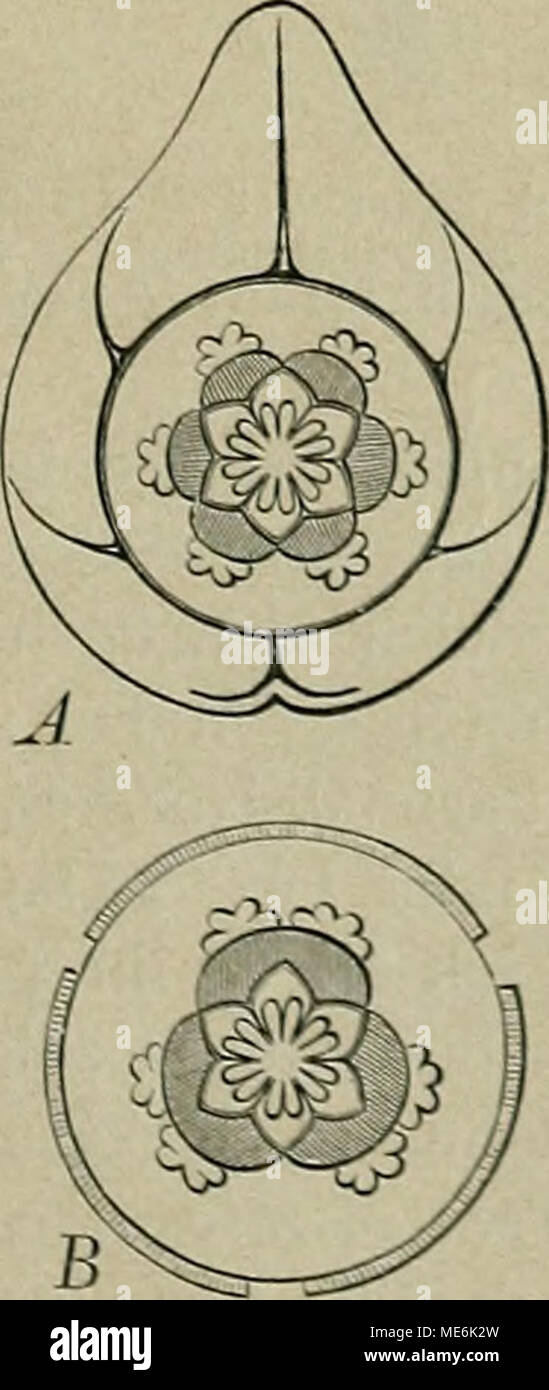 . Die Natürlichen Pflanzenfamilien : nebst ihren Gattungen und wichtigeren Arten, insbesondere den Nutzpflanzen . 0" CO 0 O) 0 Fig. 172. Un Aristolochia Clematitis L. - £ A. Si- pho L. (Xach e i c h 1 e r). Fig. 173. Un Grnndriss einer Blüten- gruppe nebst damnter befindlichen Lanbknöspchen in der ßlattachsel Ton Aristolochia Clematitis. I&GT;ie Beato ent- falten sich in der Folge der Ziffern. - B A. Sipho L. Stellung zweier Beato nebst darüber befindlicher Laubknospe in der Achsel eines vorjährigen abge- fallenen Laubb. L. t Vorb. der Sprosse, s kleinlaubiges Zwischenb. der Blüten- stiele , 1- Foto Stock