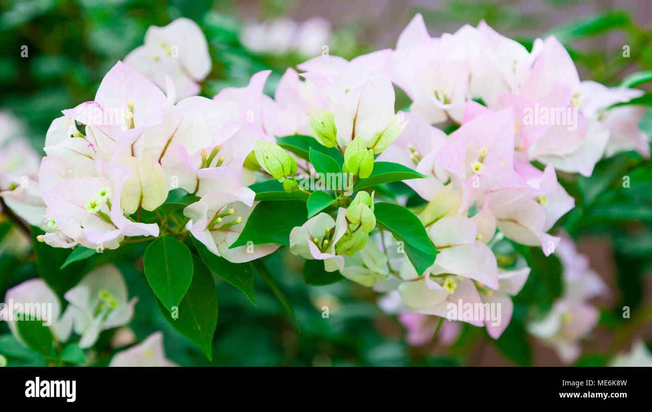 Ramo di fioritura luce rosa Bouganville Foto Stock