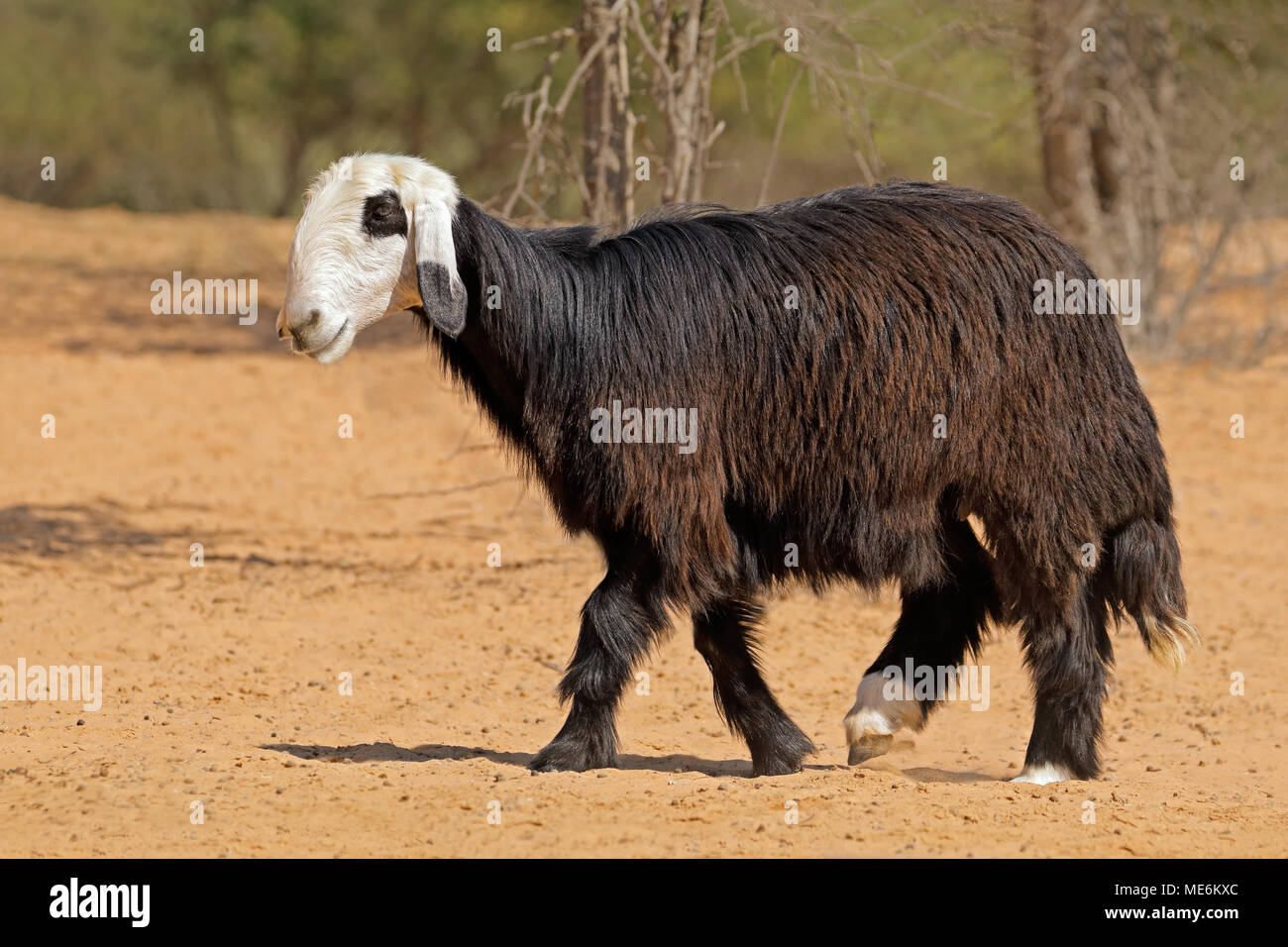 Arabian Nadji - ovini domestici razza del Najd regione della penisola arabica Foto Stock