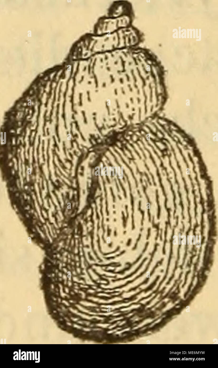 . Die Mollusken-Fauna Mitteleuropa . L. profunda Cless. gewölbt, die beiden ersten sehr klein, der letzte sehr ent- wickelt, bei 15 mm Höhe 9-10 mm Durchmesser des ganzen Gehäuses von 11 mm Höhe und 10 mm Breite; der vor- letzte nur 4 mm Durchmesser; Gehäuse dünnschalig und zerbrechlich, Färbung gelblich-grün, fein gestreift. Foto Stock