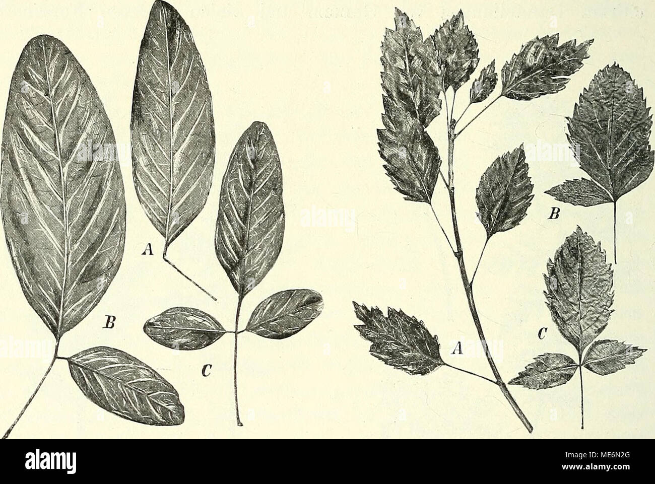 . Die mutationstheorie. Versuche und beobachtungen über die Entstehung von arten im pflanzenreich . Fig. 99. Robinia Pseud - Acacia mono- phylla. Un einfaches Blatt, B C ata- vistische Blätter. Fig-. 100. Fraxinus ornus monophylla. Un Zweig mit Blättern einscheibigen, JB C Uebergänge zu Blättern gefiederten. mehr oder weniger genau wiederholen. Auch davon habe ich die Beispiele bereits mehrfach zusammengestellt1 und kann ich mich hier anche auf einen einzigen beschränken caduta. Ich wähle die Monophyllie und gebe in Fig. 99 100 und die Abbildungen monophyller Blätter von Robinia Pseud-Aeacia monoph Foto Stock