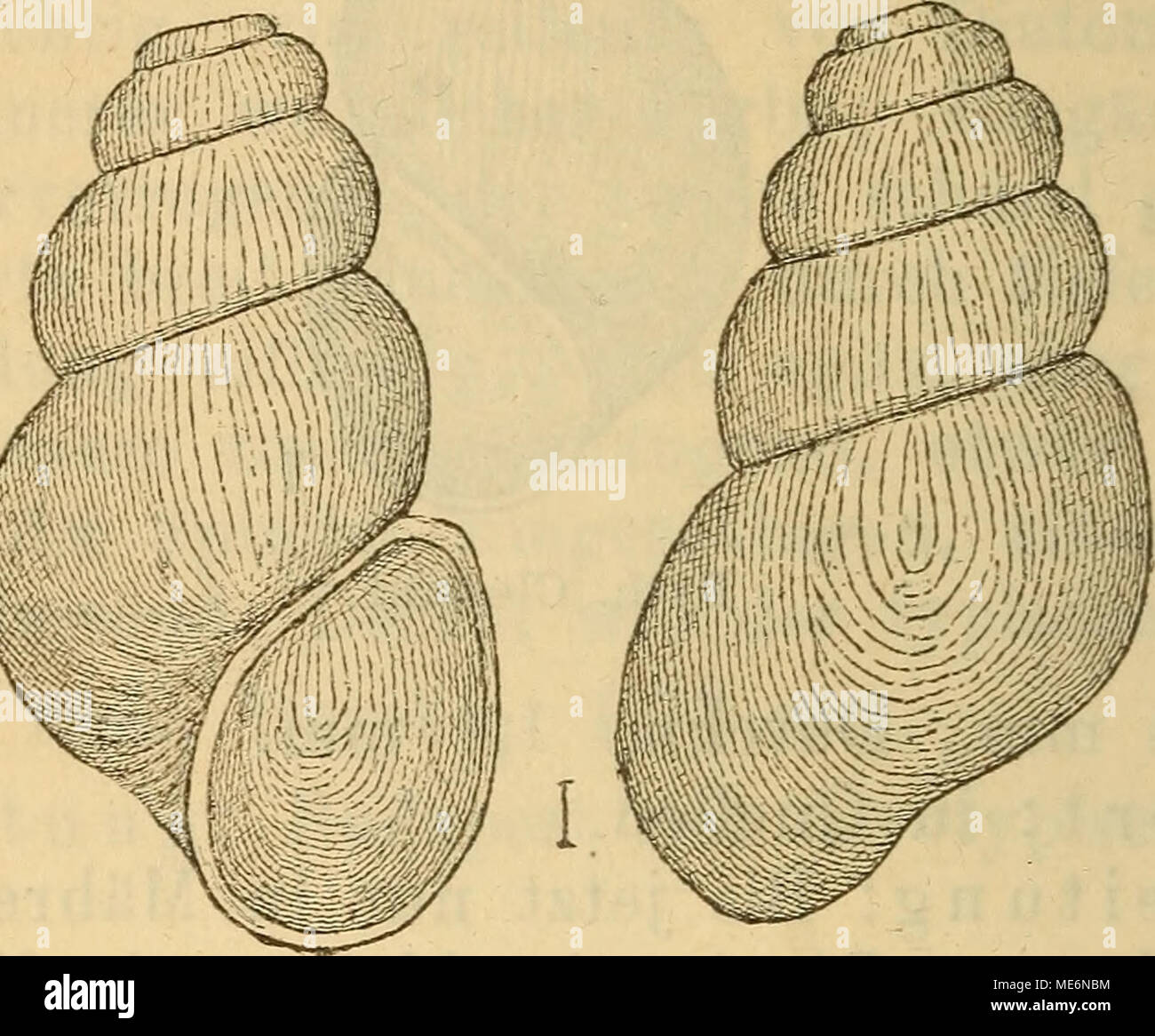 . Die Mollusken-Fauna Mitteleuropa . Byth. alta. Lge. 3,2 mm., Durchm. 1,5 mm. Wohnort: in Quellen. Verbreitung: In Nordtirol, wahrscheinlich auch in den anstossenden Theilen des Erzherzogthums Oesterreich. Var. baVürica Clessin Deutsche Exe. Moll. La fauna 2. Aufl. p. 484 f. 334. Gehäuse: fein geritzt, mehr cylindrisch, mit mehr verlängertem Gewinde; Umgänge 5 - 6, sehr gewölbt und durch tiefe Nähte getrennt; die Umgänge nehmen gleich- förmiger zu, der letzte erreicht iaum 1/3 der ganzen ge- häuselänge. Verbreitung: In Nordtirol. Bemerkung. Die arte lässt sich nicht mit Byth. Schmidtii vereinig Foto Stock