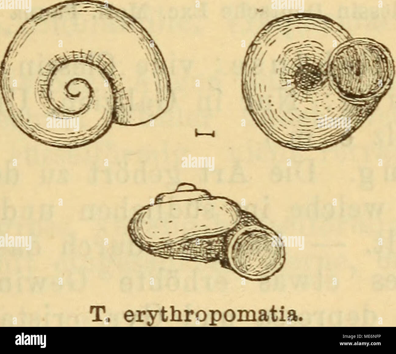 . Die Mollusken-Fauna Mitteleuropa . Gehäuse: aus vier wenig gewölbten Umgängen essere- stehend, der letzte kreisrund und schnell un Umfang zu- nehmend, glatt, durchscheinend, an der Mündung mit eini- gen Querstreifen; Gewinde wenig hervortretend; Naht tief; Mundsaum scharf; Mündung kreisrund, etwas hervortretend und wenig schief; Nabel mittelgross und bis an die Spitze offen; Farbe schmutzig-weiss; Deckel bei lebenden Thieren Roth, bei todten gelblich calvo. Höhe 1 mm., Breite 1,5 mm. Aufenthalt: in Grotten. Foto Stock