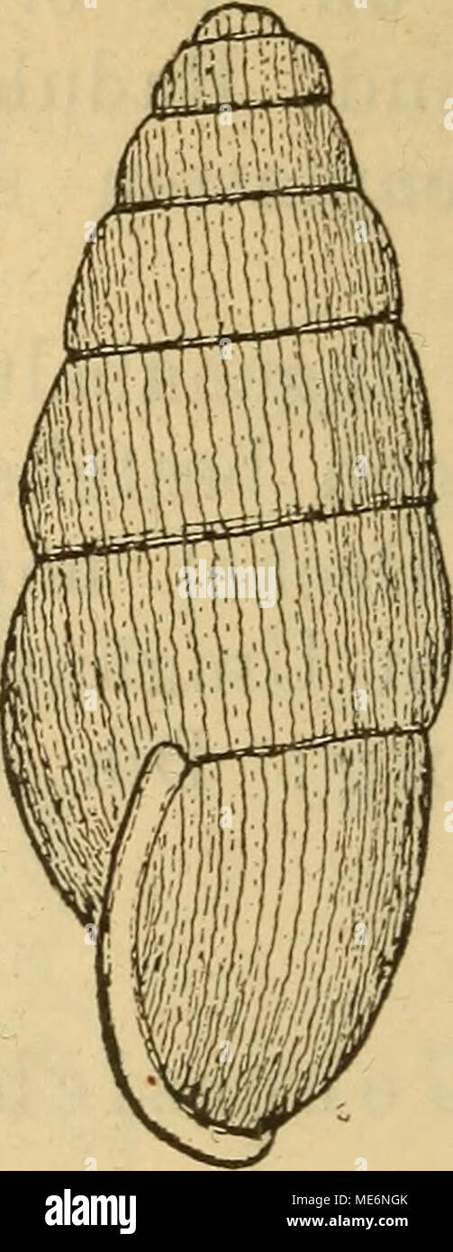 . Die Mollusken-Fauna Mitteleuropa . Ac. spectabilis. Lge. -6,5 mm., Durchm. 1,5 mm. Aufenthalt: im Mulmboden der Wälder, meist nur un feuchten Stellen. Verbreitung: in Krain und in der Grafschaft Görz, in Südtirol. Bemerkung. Die Art ist die grösste des Genere, und durch die starken, enge stehenden Rippen sehr ausge- zeichnet. 2. Acme lineata Draparnaud. Bulimus lineatus Drap. tabl. moll. 1801 p. 67. Acme lineata Clessin Deutsche Exe. Moll. La fauna 2. Aufl. p. 450 f. 310. Acicula fusca Gredler Tirol p. 157. Acme lineata A. Pfeiffer Kremsmünster p. 55. Gehäuse: vide Clessin 1. c. Verbreitung: ho Foto Stock
