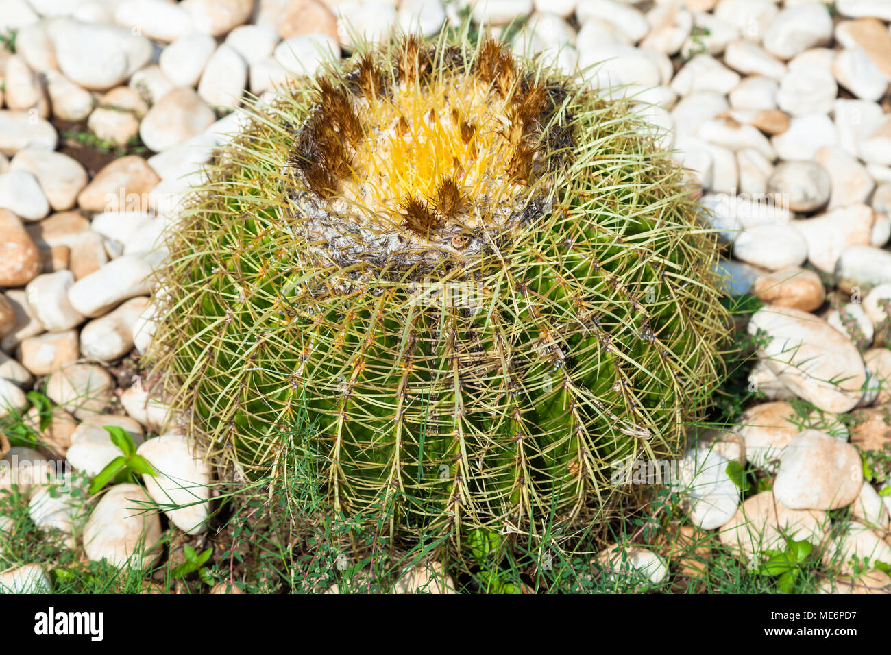 Echinocactus grusonii, noto come il golden barrel cactus e palla dorata Foto Stock