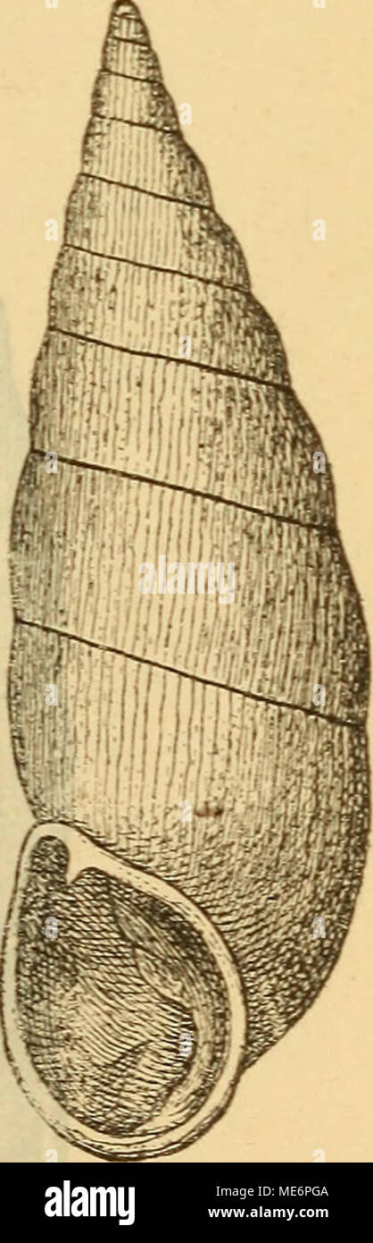 . Die Mollusken-Fauna Mitteleuropa . P. dub. v. podolica. P. dub. v. Schmidtiana. Foto Stock