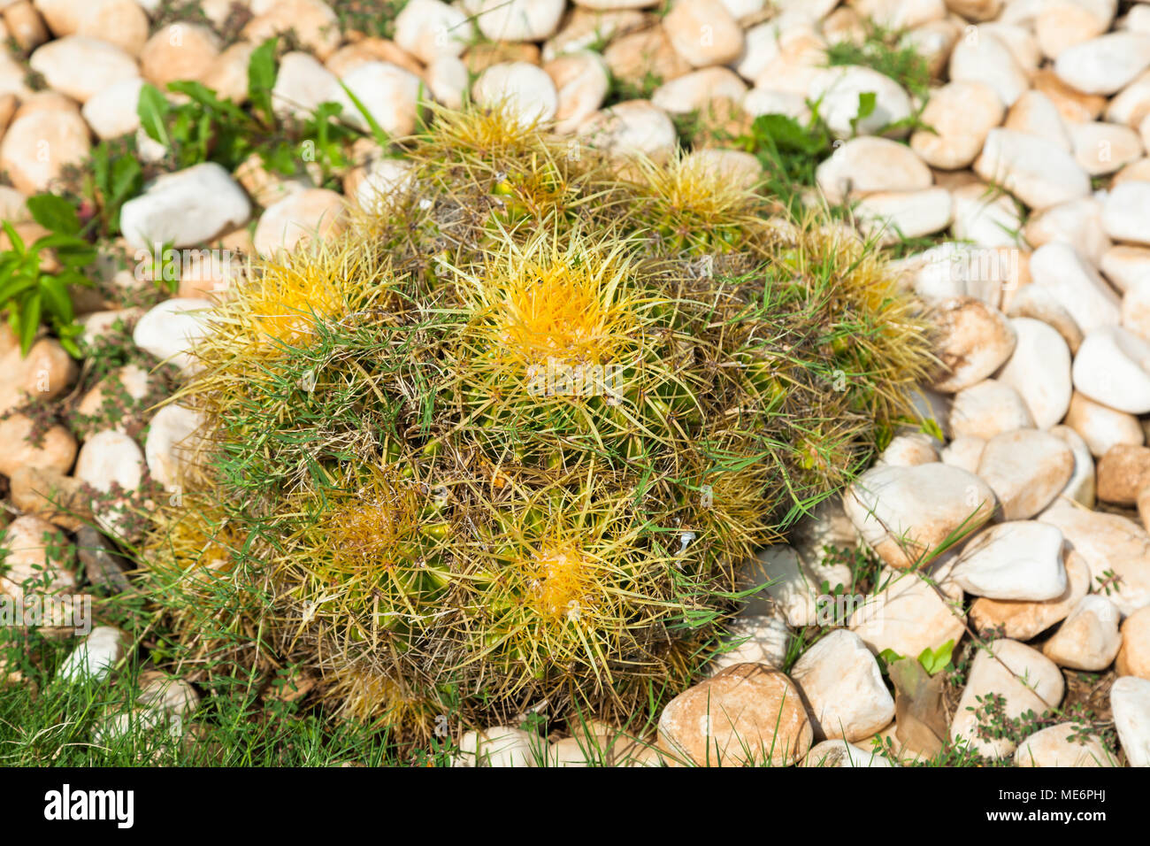 Echinocactus grusonii, noto come il golden barrel cactus e palla dorata Foto Stock
