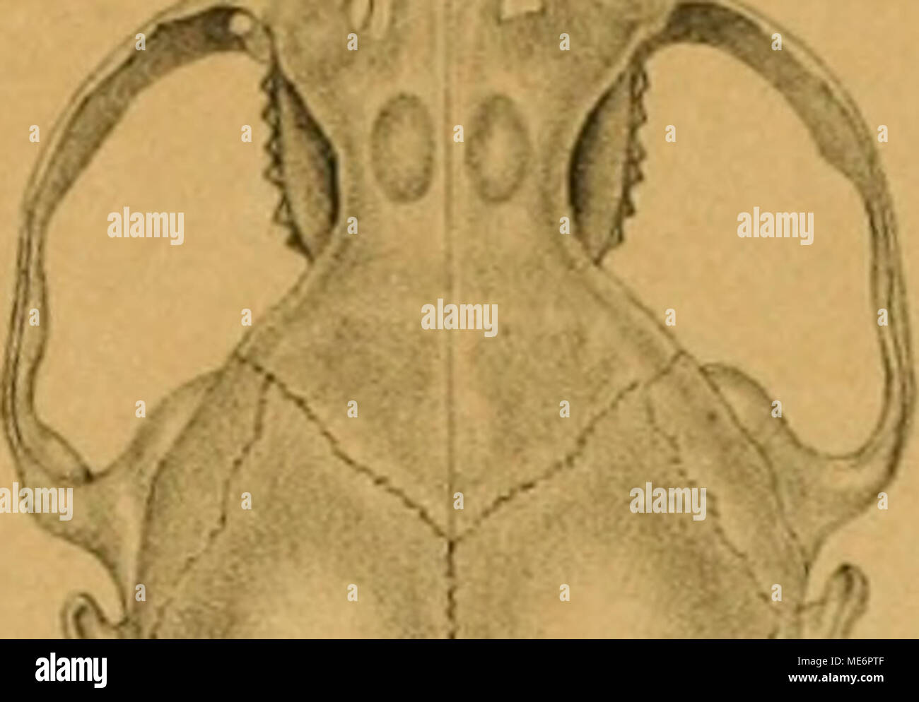 . Die Myoxidae oder Schlaefer. Ein Beitrag zur Osteologie und Systematik der Nagethiere . Foto Stock