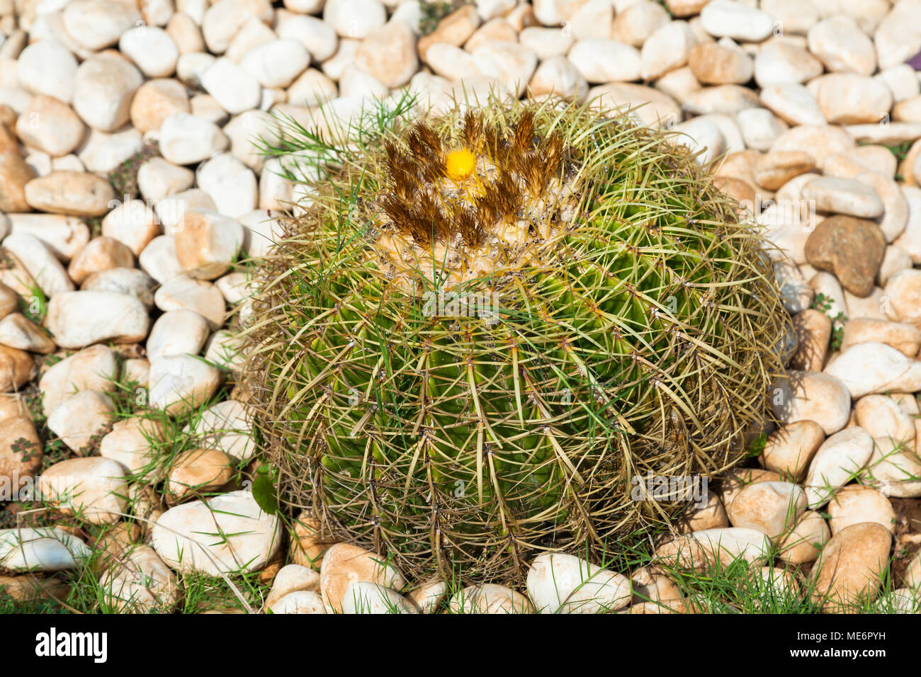 Echinocactus grusonii, noto come il golden barrel cactus e palla dorata Foto Stock