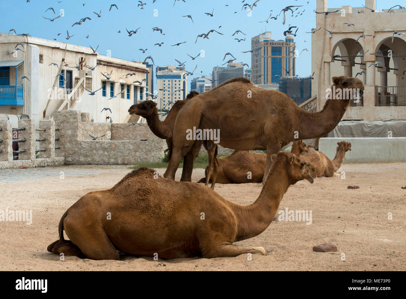 Cammelli in cammello, Souq Waqif Souq, Doha, Qatar, Medio Oriente Foto Stock