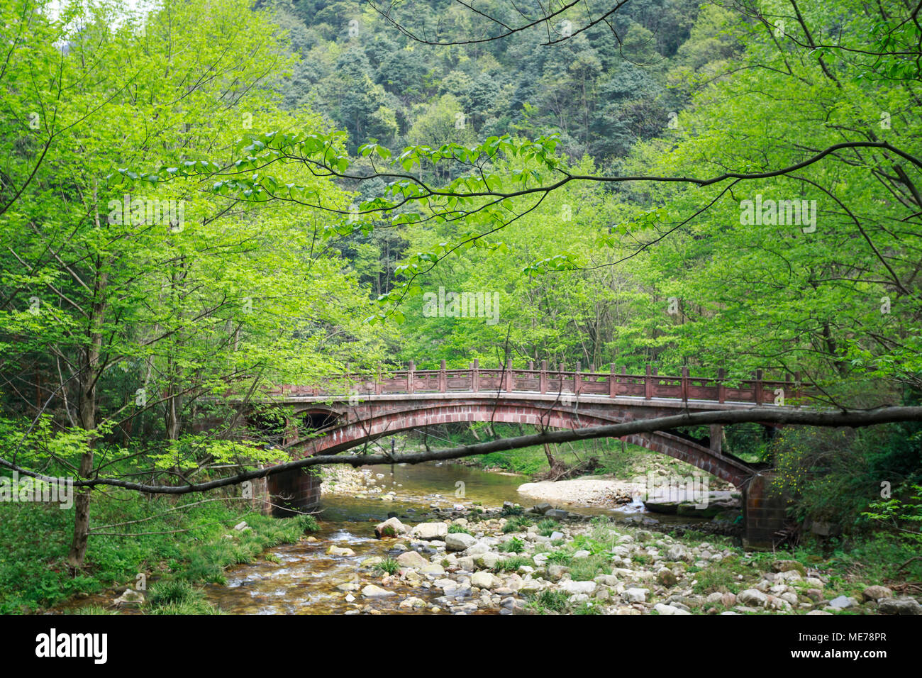 Piccolo Paradiso nella foresta Foto Stock