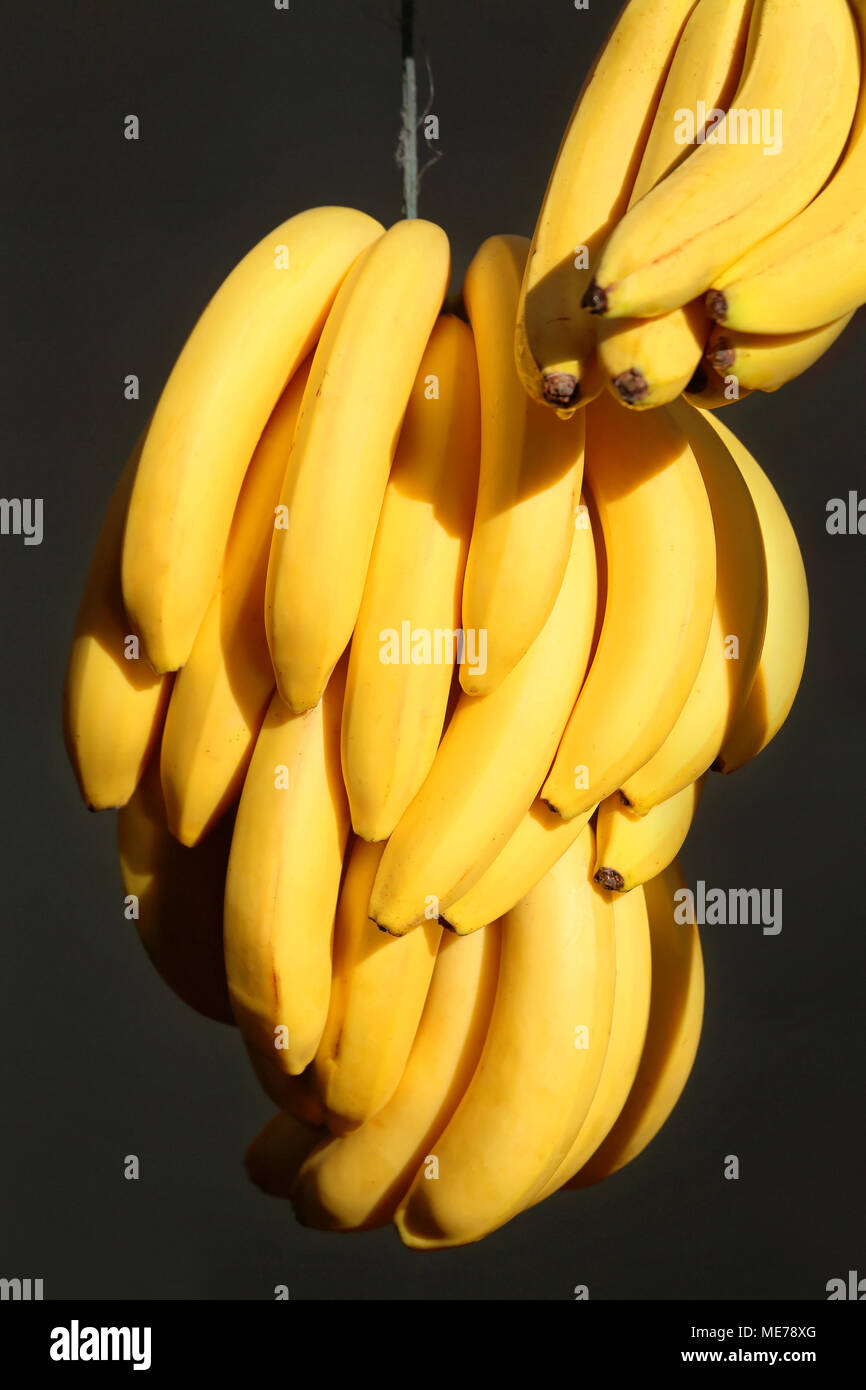 I grappoli di maturazione banane Cavendish appesa in un mercato Foto Stock