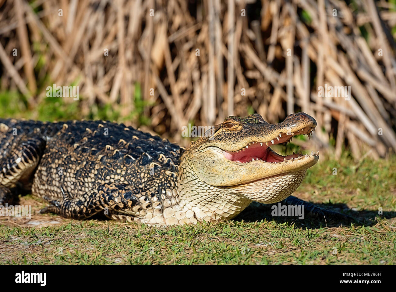5 piede alligator sorridere per la fotocamera sulla banca del lago gator in st. Andrews State Park Panama city beach florida Foto Stock