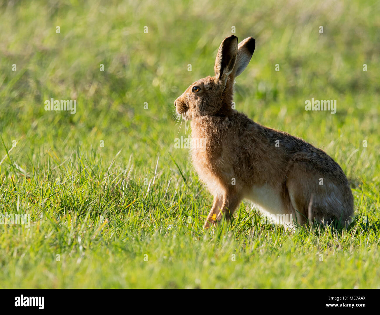 Brown lepre (Lepus europaeus) seduto nel sole del tardo pomeriggio , Gloucestershire Foto Stock