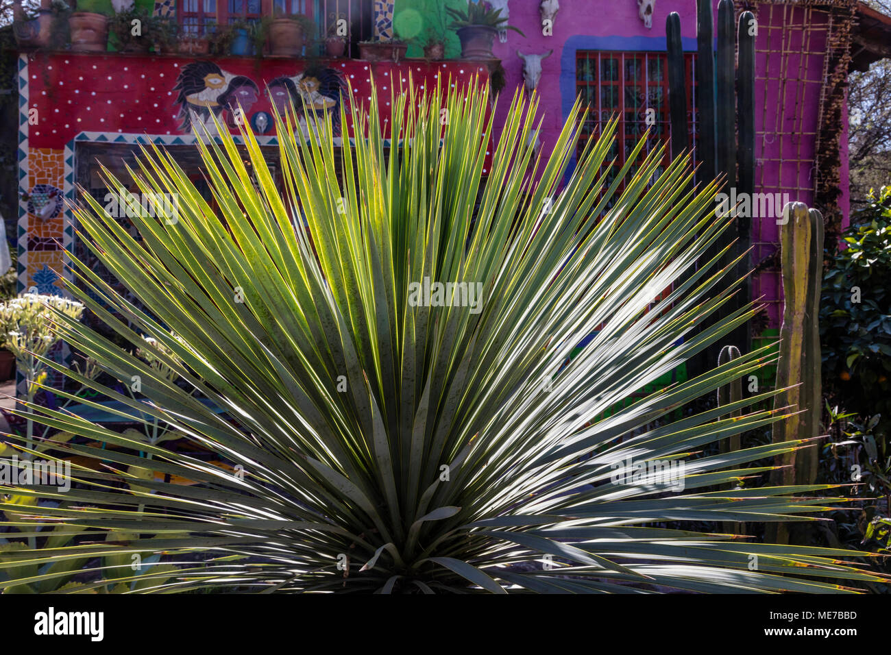 Il Cactus per motivi di ANADO MCLAUCHLIN LA CASA DE LAS RANAS - San Miguel De Allende, Messico Foto Stock