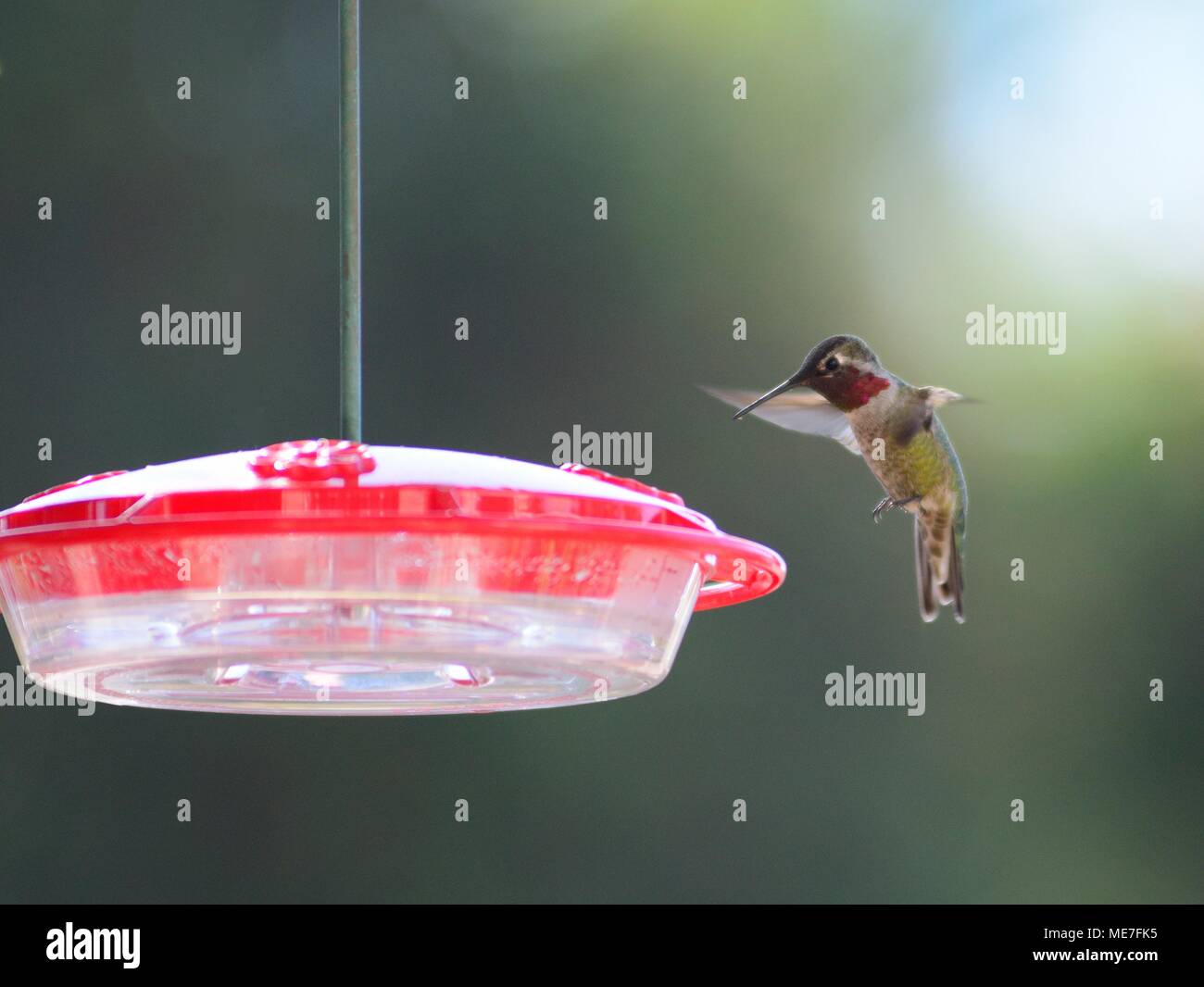 Maschio di Anna Hummingbird atterraggio su un alimentatore Foto Stock